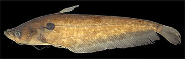 Record photograph for Ompok miostoma